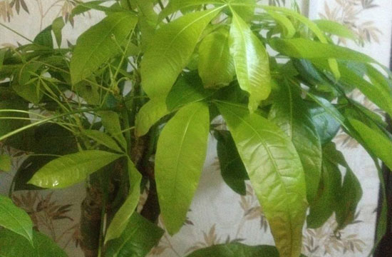 发财树叶子发黄