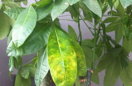 发财树叶子发黄