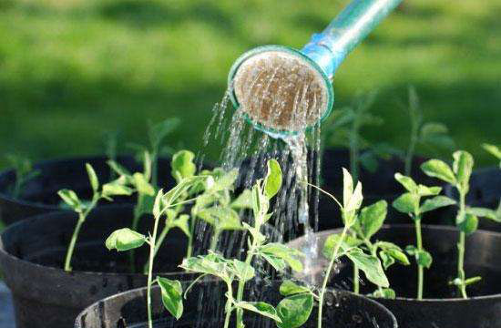 盆栽植物浇水
