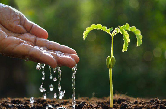 盆栽植物浇水