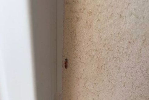 榻榻米地垫长虫怎么办