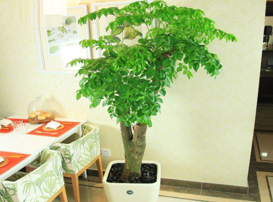 花农传授的幸福树盆栽方法,“植物杀手”也能种的很旺盛!