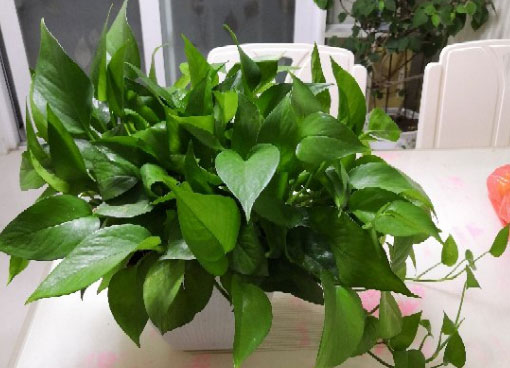 园艺师傅分享:一个月让绿萝爆盆的方法,不做“植物杀手”!